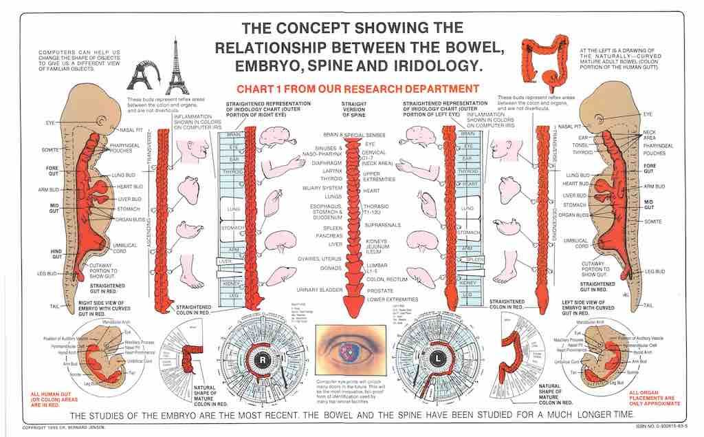 Bowel, Embryo, Spine and Iridology