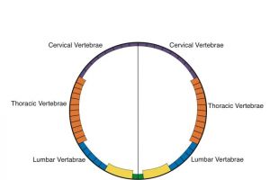 IPB Spinal reflex Chart