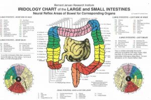 Iridology Chart of Large & Small Intestine