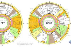 Fempton Iridology chart