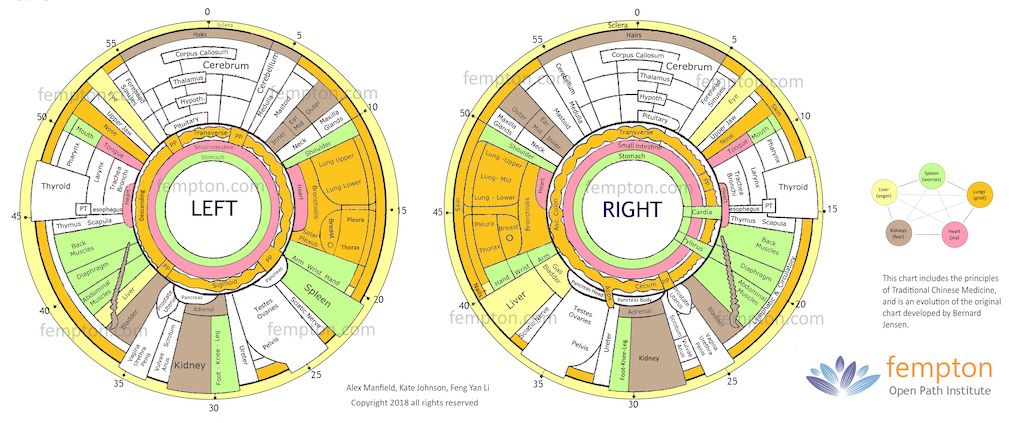 Fempton Iridology chart