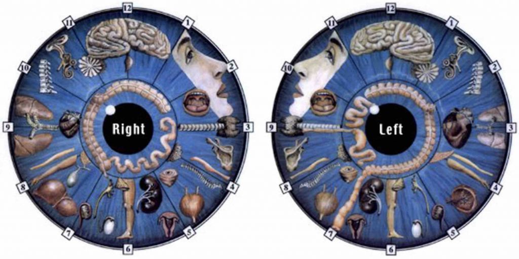 Iridology Chart